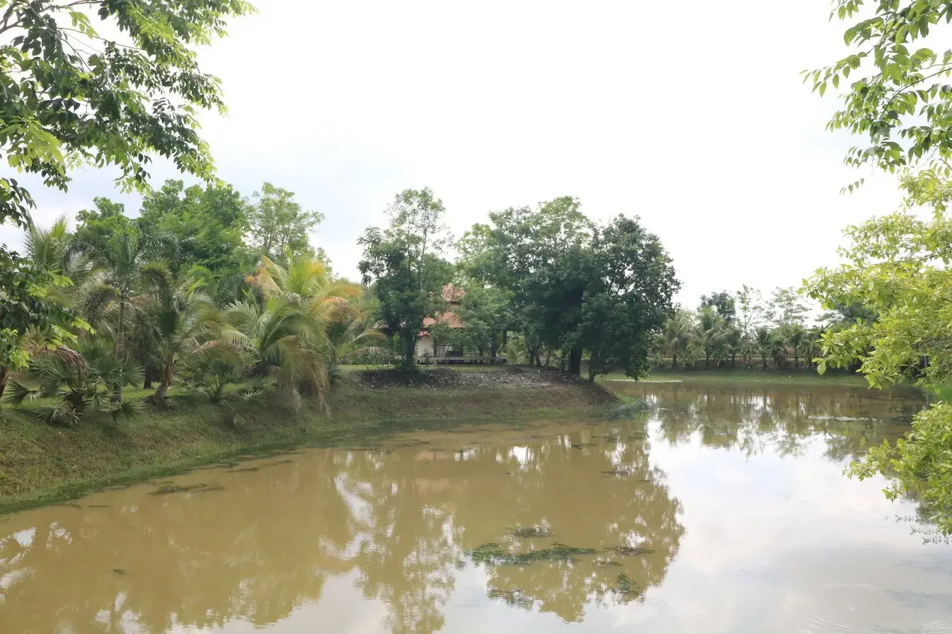 32+ Rai Of Land, Homes With Rare Investment Trees For Sale In Naam Sueai, Sakhrai, Nong Khai, Thailand