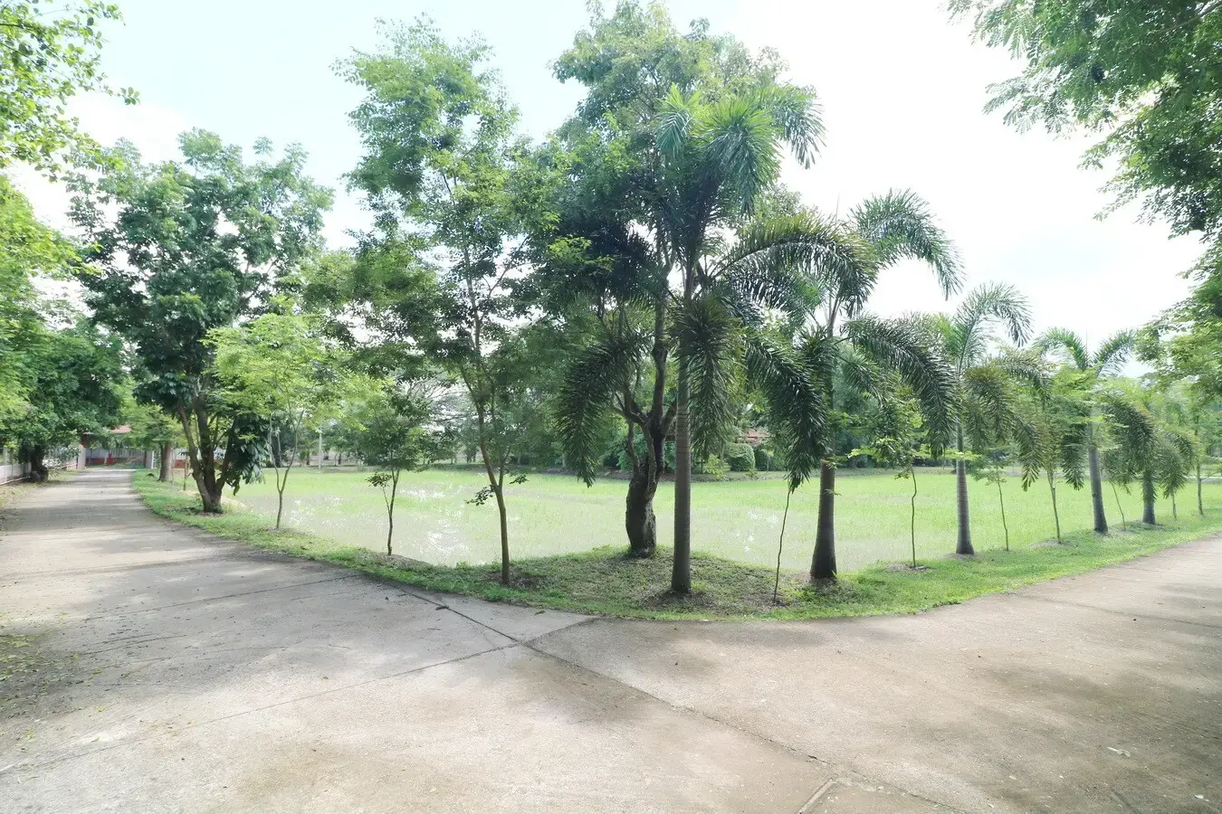 32+ Rai Of Land, Homes With Rare Investment Trees For Sale In Naam Sueai, Sakhrai, Nong Khai, Thailand