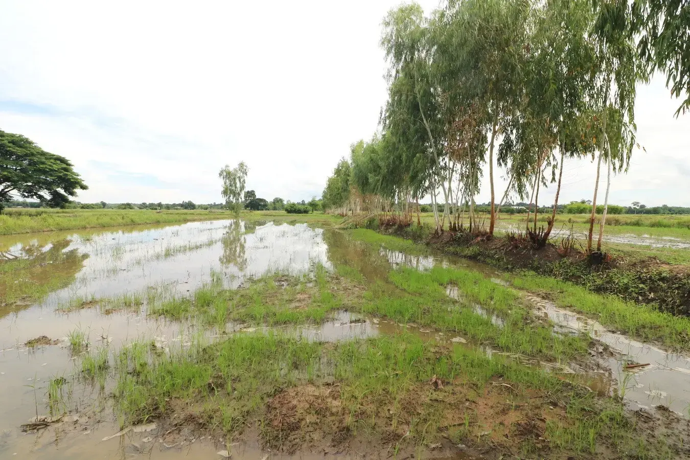 5+ Rai Of Opportunity Land For Sale, Ban Tat, Udon Thani, Thailand