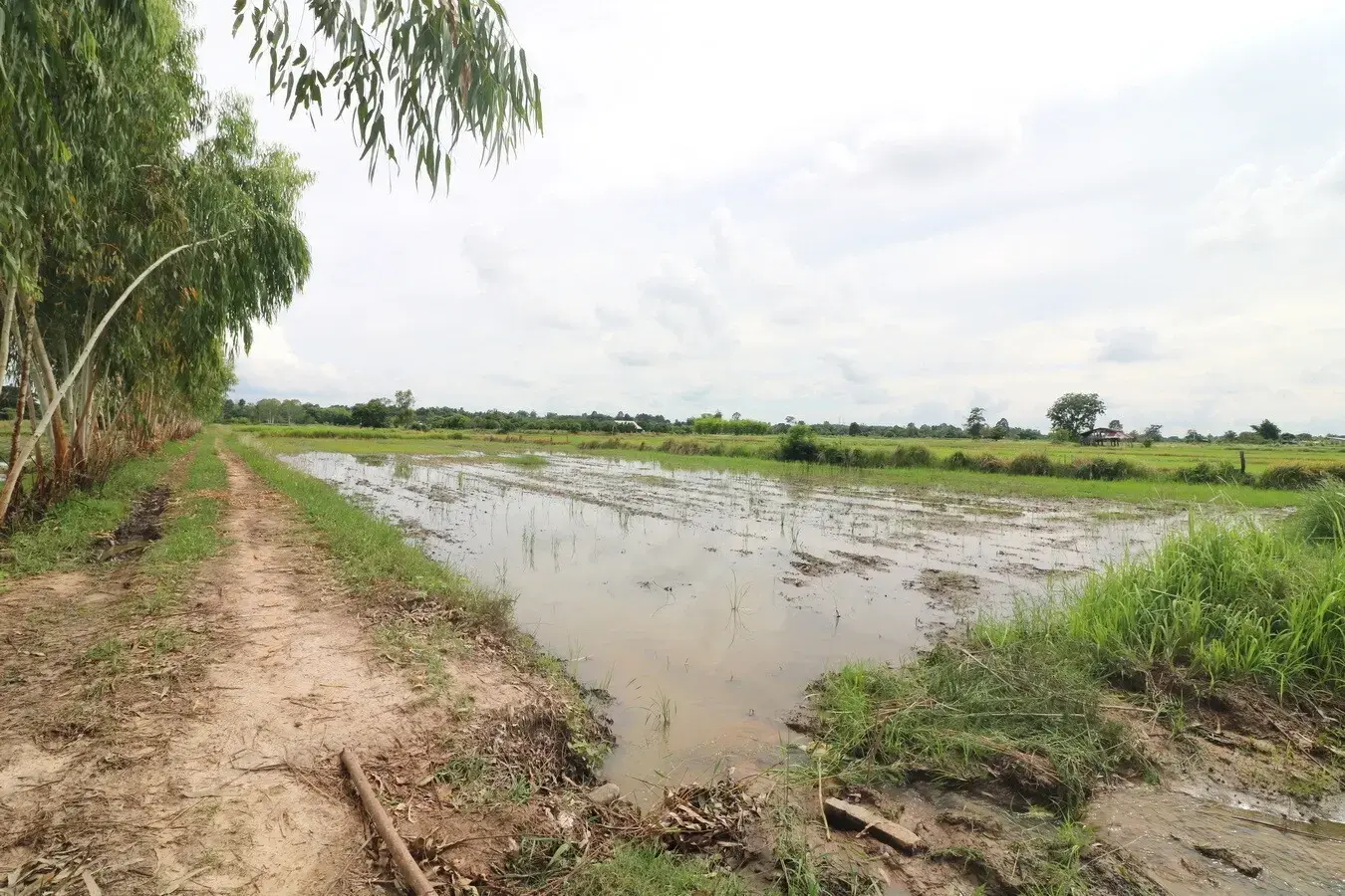 5+ Rai Of Opportunity Land For Sale, Ban Tat, Udon Thani, Thailand