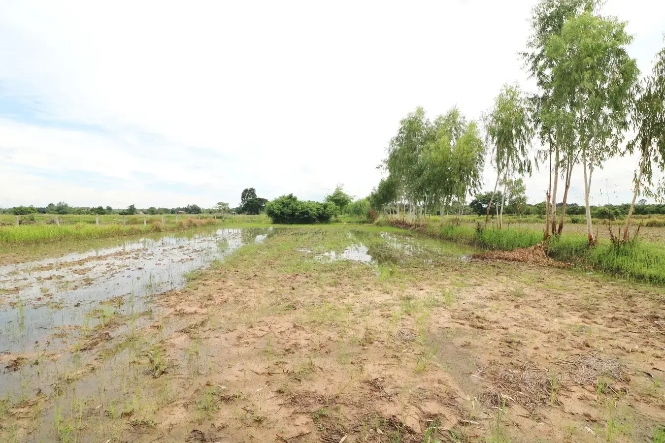 5+ Rai Of Opportunity Land For Sale, Ban Tat, Udon Thani, Thailand