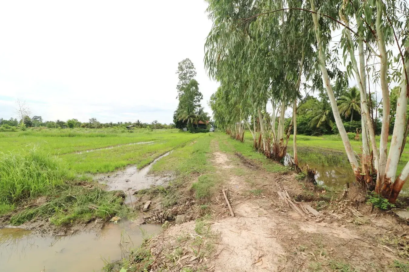 5+ Rai Of Opportunity Land For Sale, Ban Tat, Udon Thani, Thailand