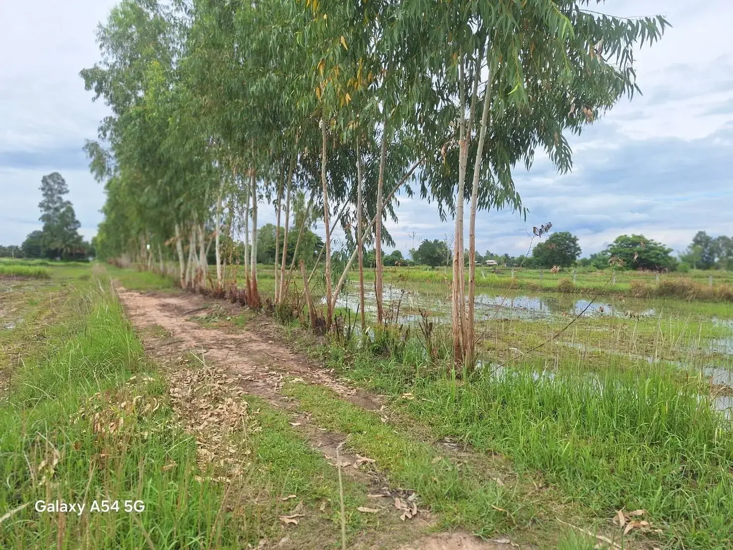 5+ Rai Of Opportunity Land For Sale, Ban Tat, Udon Thani, Thailand