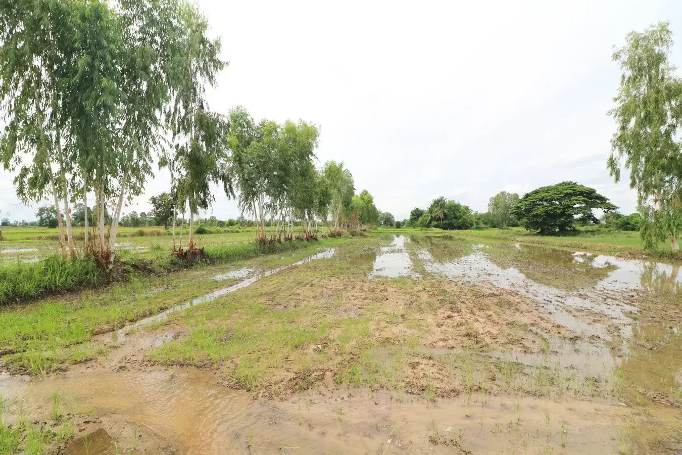 5+ Rai Of Opportunity Land For Sale, Ban Tat, Udon Thani, Thailand