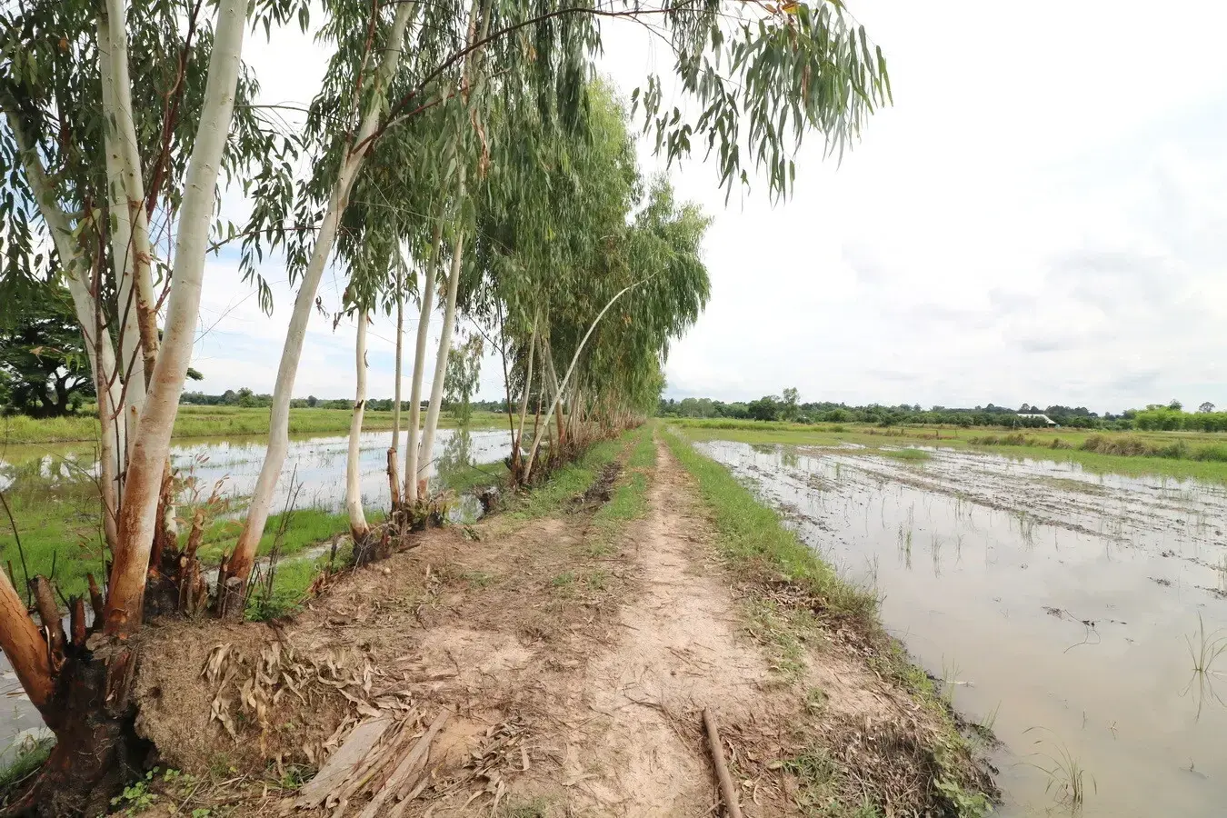 5+ Rai Of Opportunity Land For Sale, Ban Tat, Udon Thani, Thailand