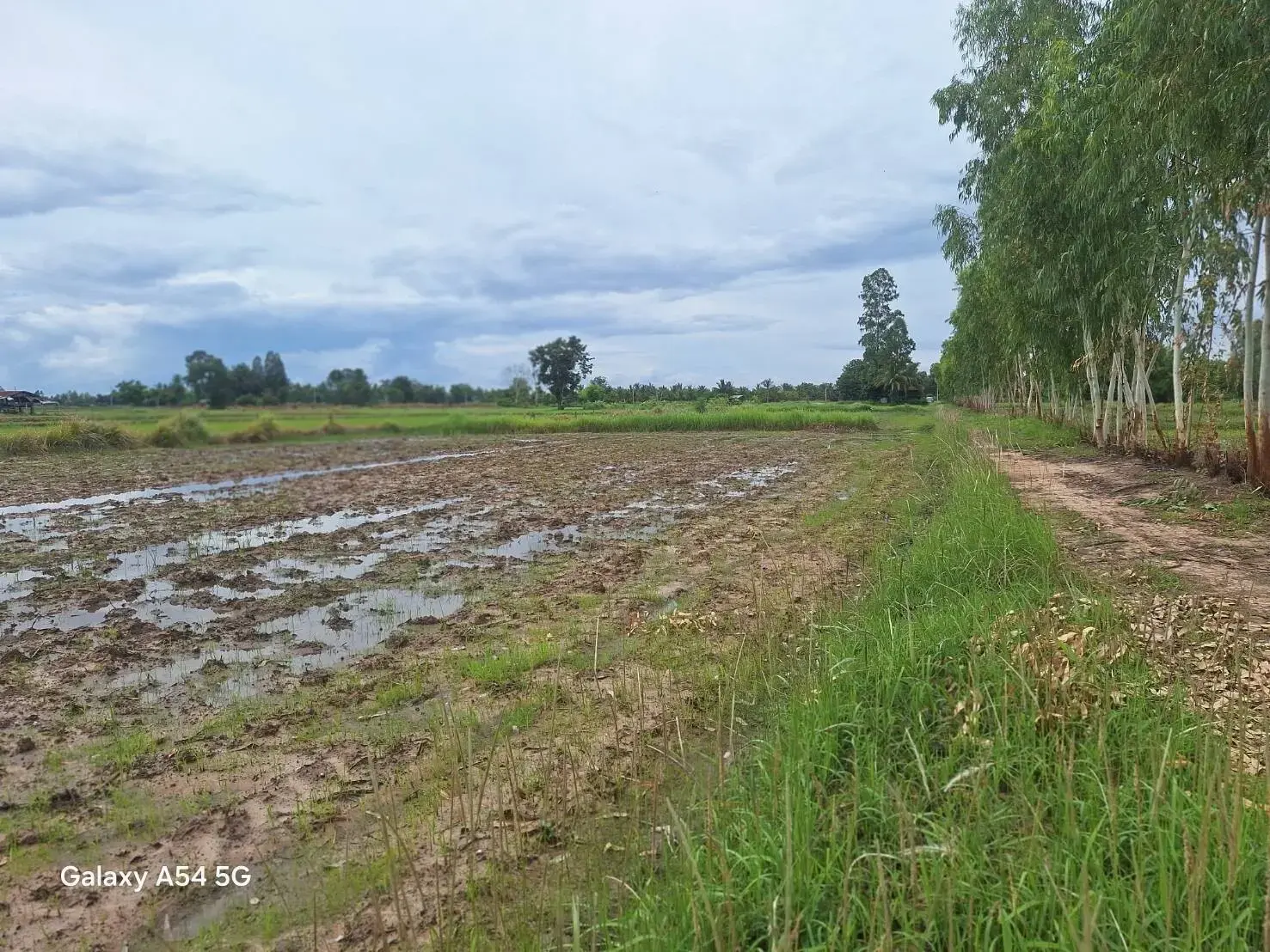 5+ Rai Of Opportunity Land For Sale, Ban Tat, Udon Thani, Thailand