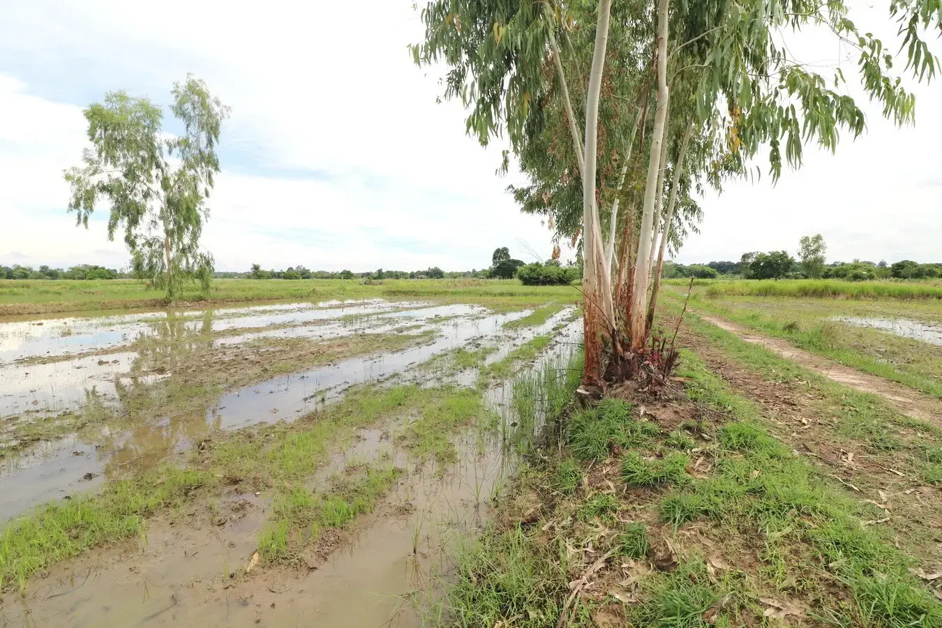 5+ Rai Of Opportunity Land For Sale, Ban Tat, Udon Thani, Thailand