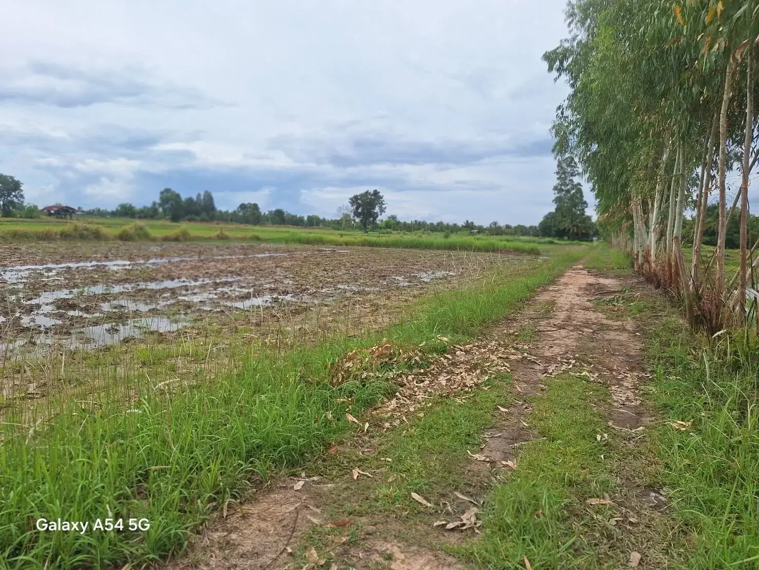 5+ Rai Of Opportunity Land For Sale, Ban Tat, Udon Thani, Thailand