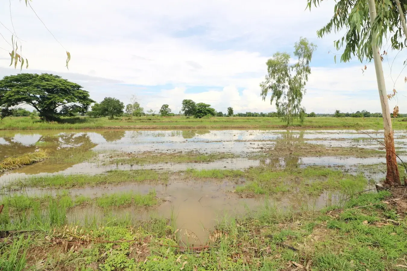 5+ Rai Of Opportunity Land For Sale, Ban Tat, Udon Thani, Thailand