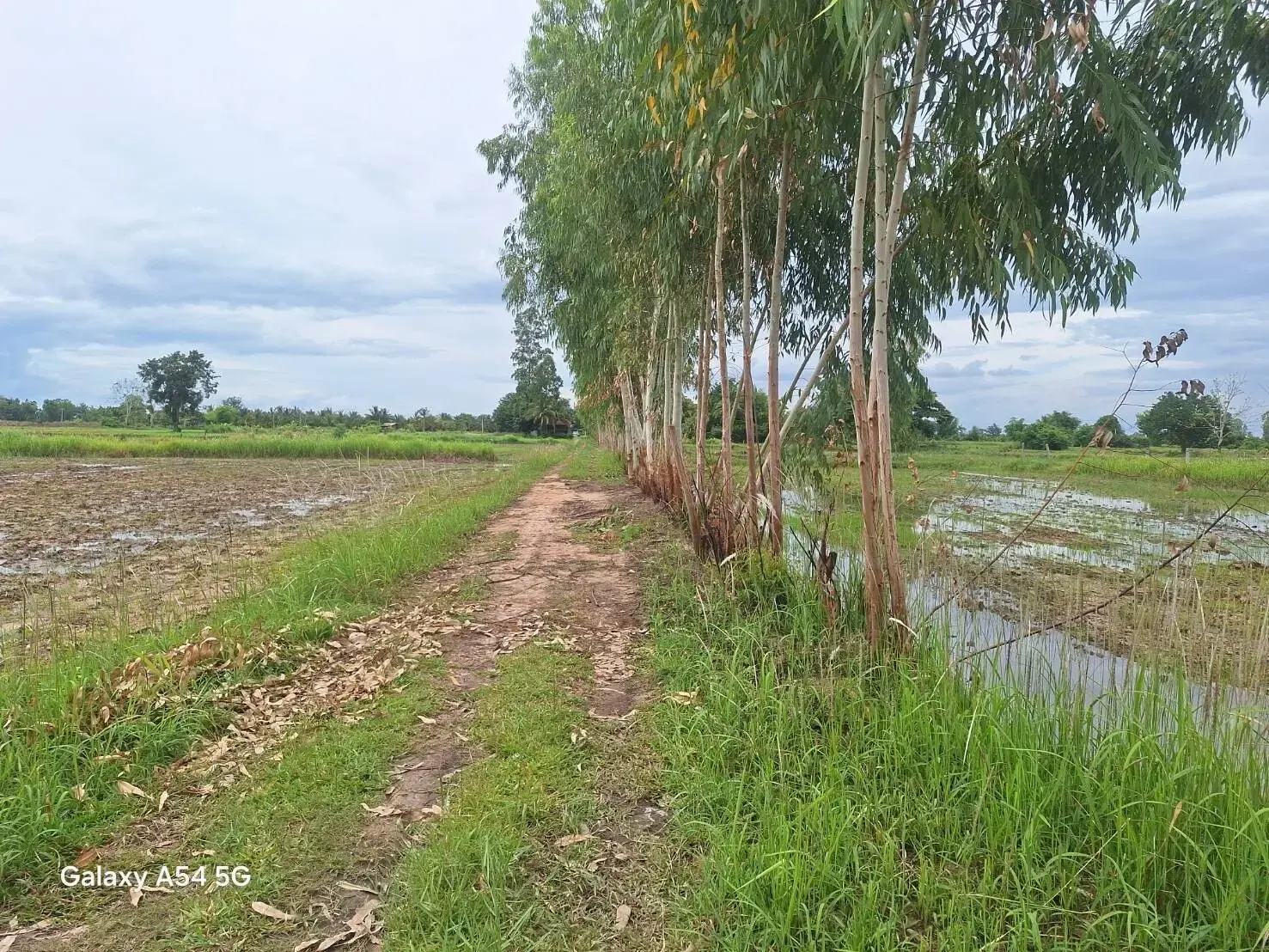 5+ Rai Of Opportunity Land For Sale, Ban Tat, Udon Thani, Thailand