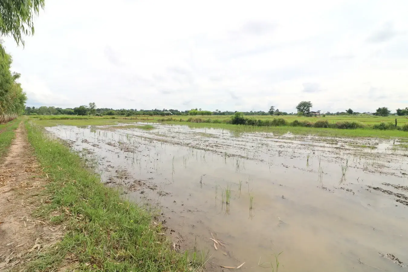 5+ Rai Of Opportunity Land For Sale, Ban Tat, Udon Thani, Thailand