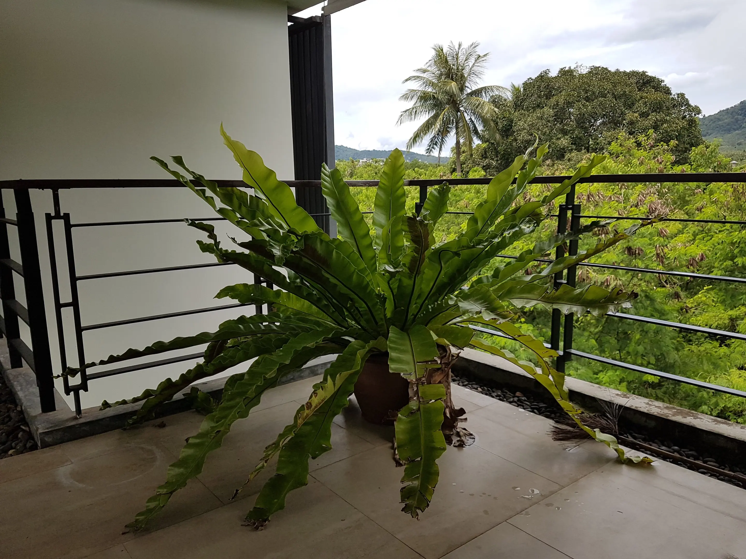 3 Bedroom Pool Villa in Rawai for rent