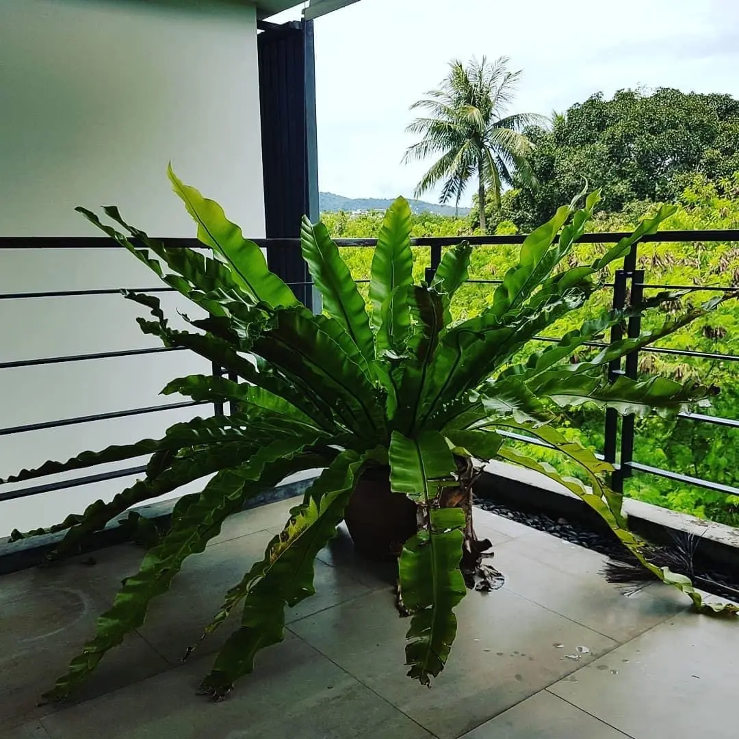 3 Bedroom Pool Villa in Rawai for rent
