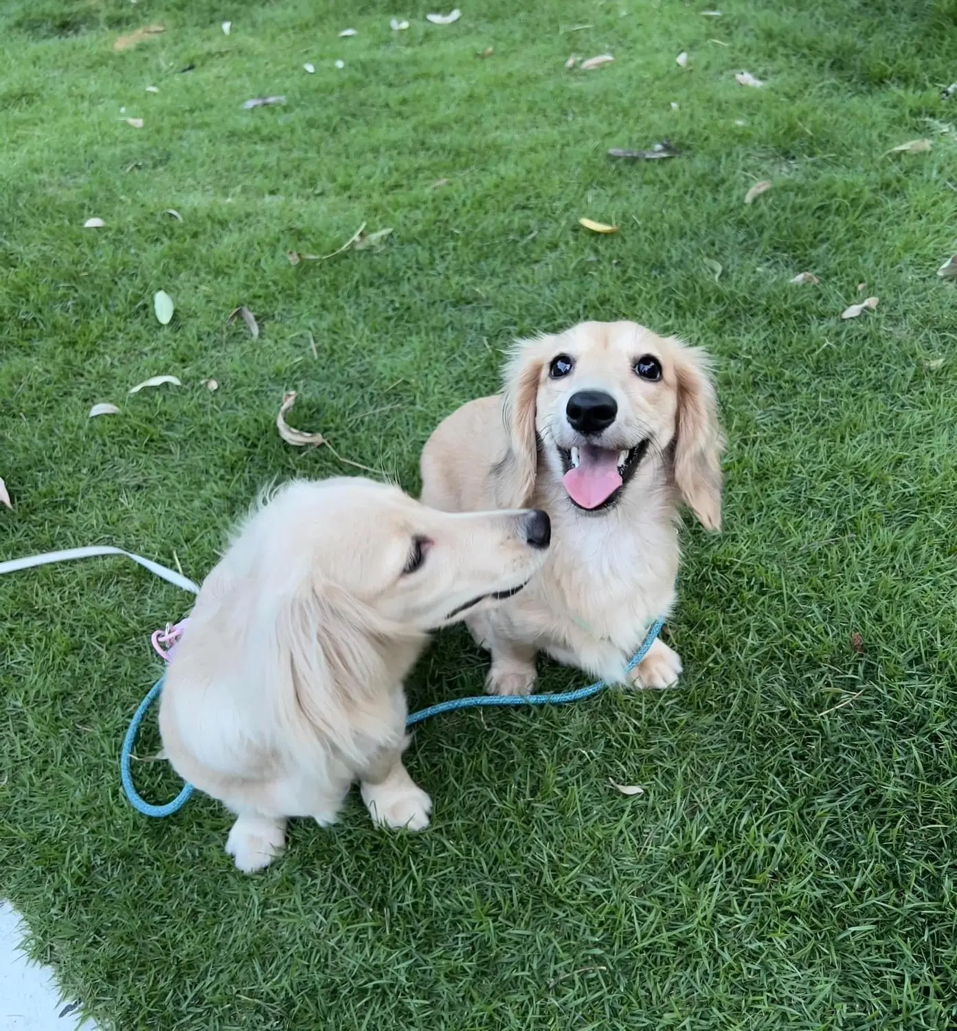 Pet-Friendly Living in Asoke, Bangkok: Where to Go, What to Do, and Where to Stay