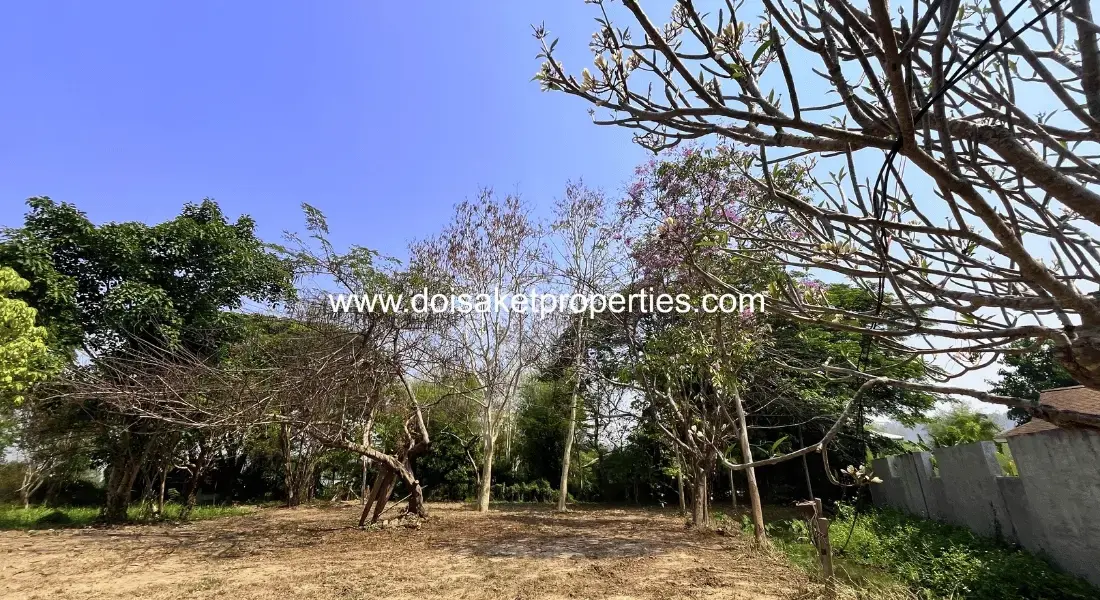 (LS409-03) Tranquil, Tree-Shaded Plot with Scenic Rice Field Views for Sale in Choeng Doi, Doi Saket, Chiang Mai