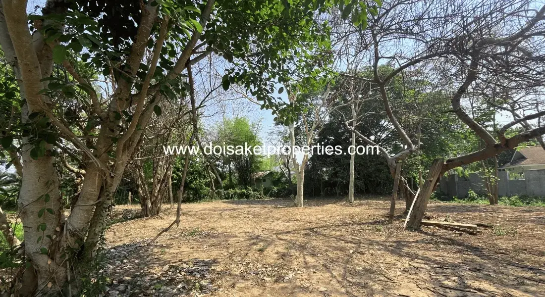 (LS409-03) Tranquil, Tree-Shaded Plot with Scenic Rice Field Views for Sale in Choeng Doi, Doi Saket, Chiang Mai