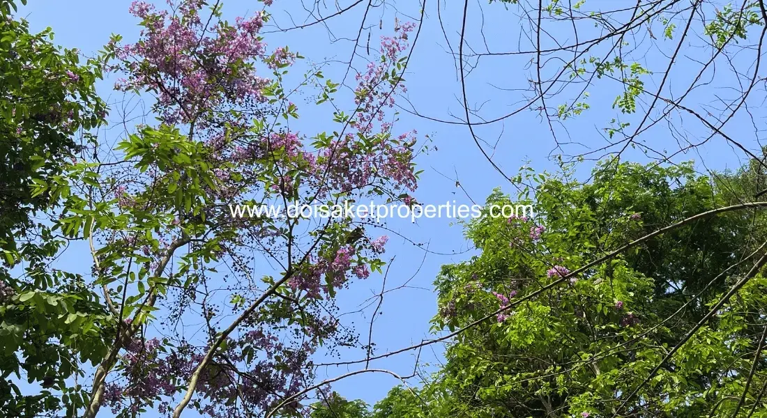 (LS409-03) Tranquil, Tree-Shaded Plot with Scenic Rice Field Views for Sale in Choeng Doi, Doi Saket, Chiang Mai