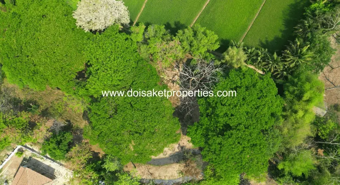 (LS409-03) Tranquil, Tree-Shaded Plot with Scenic Rice Field Views for Sale in Choeng Doi, Doi Saket, Chiang Mai