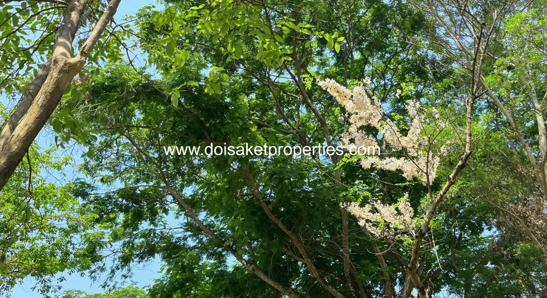 (LS409-03) Tranquil, Tree-Shaded Plot with Scenic Rice Field Views for Sale in Choeng Doi, Doi Saket, Chiang Mai