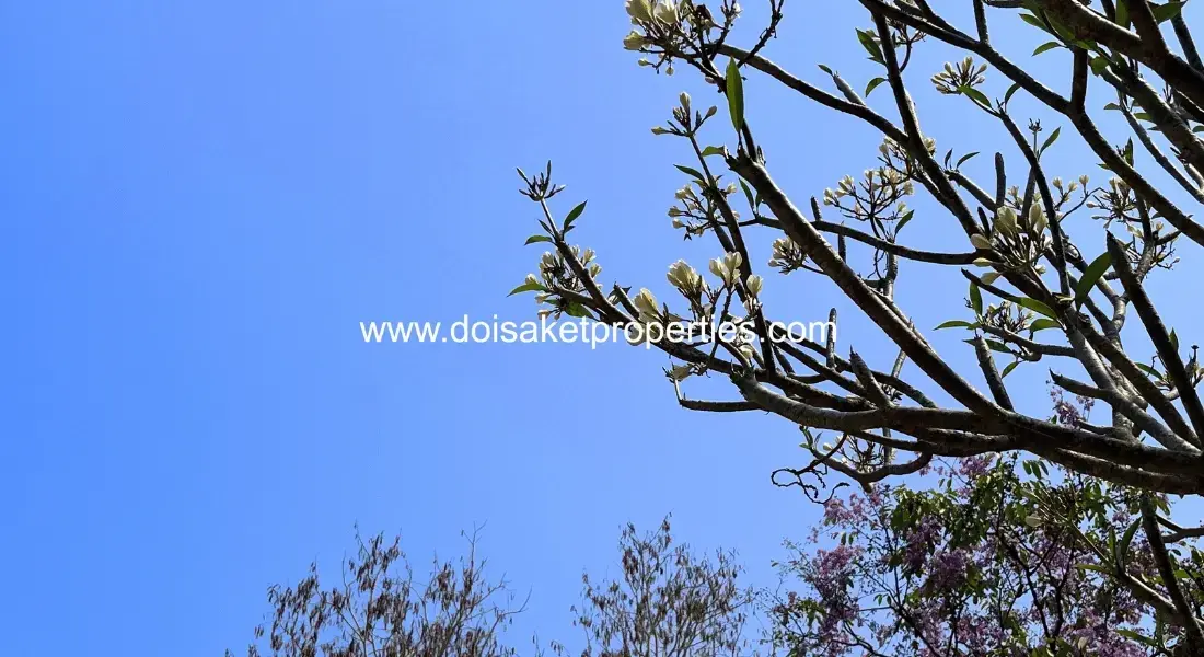 (LS409-03) Tranquil, Tree-Shaded Plot with Scenic Rice Field Views for Sale in Choeng Doi, Doi Saket, Chiang Mai