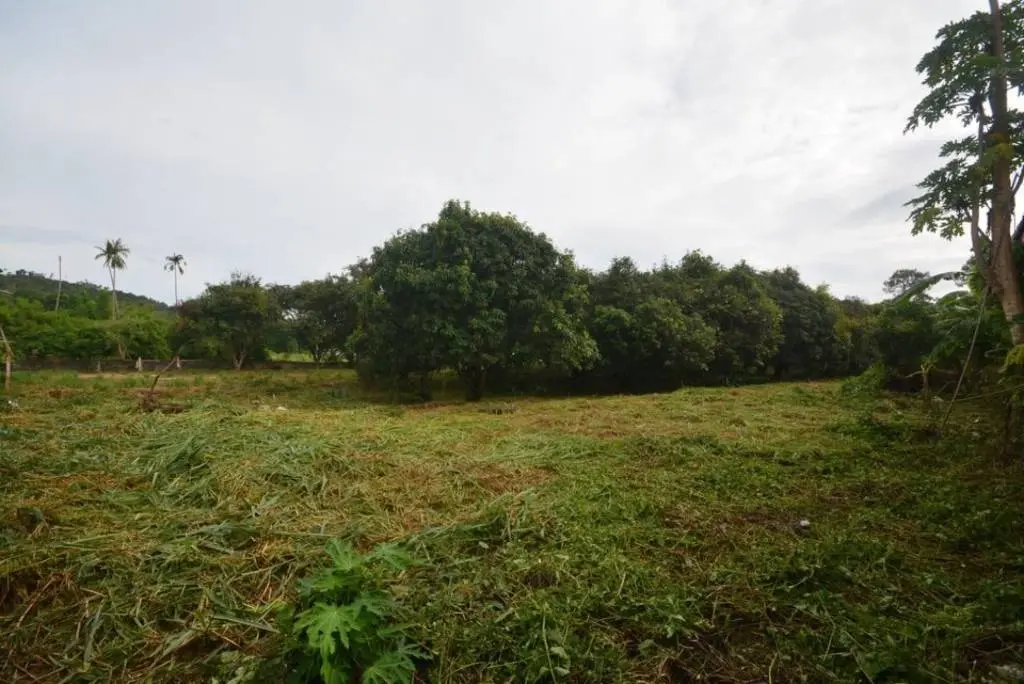 
    2.1 Rai - Spacious Land for Sale in Bo Phut.
  