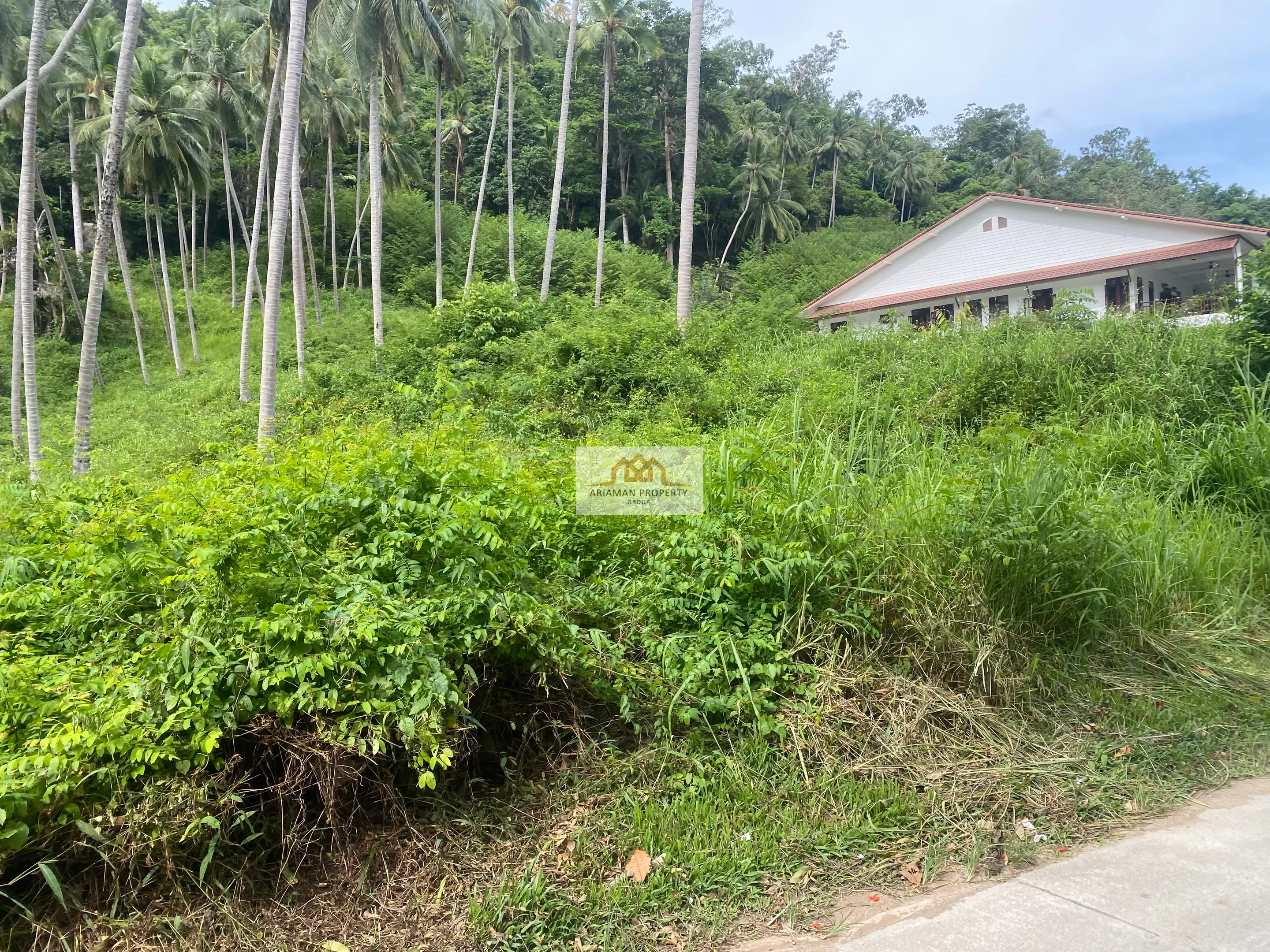 Lease Land: 4 Rai Land Plot in Maret with Paved Road and Lush Tropical Vegetation