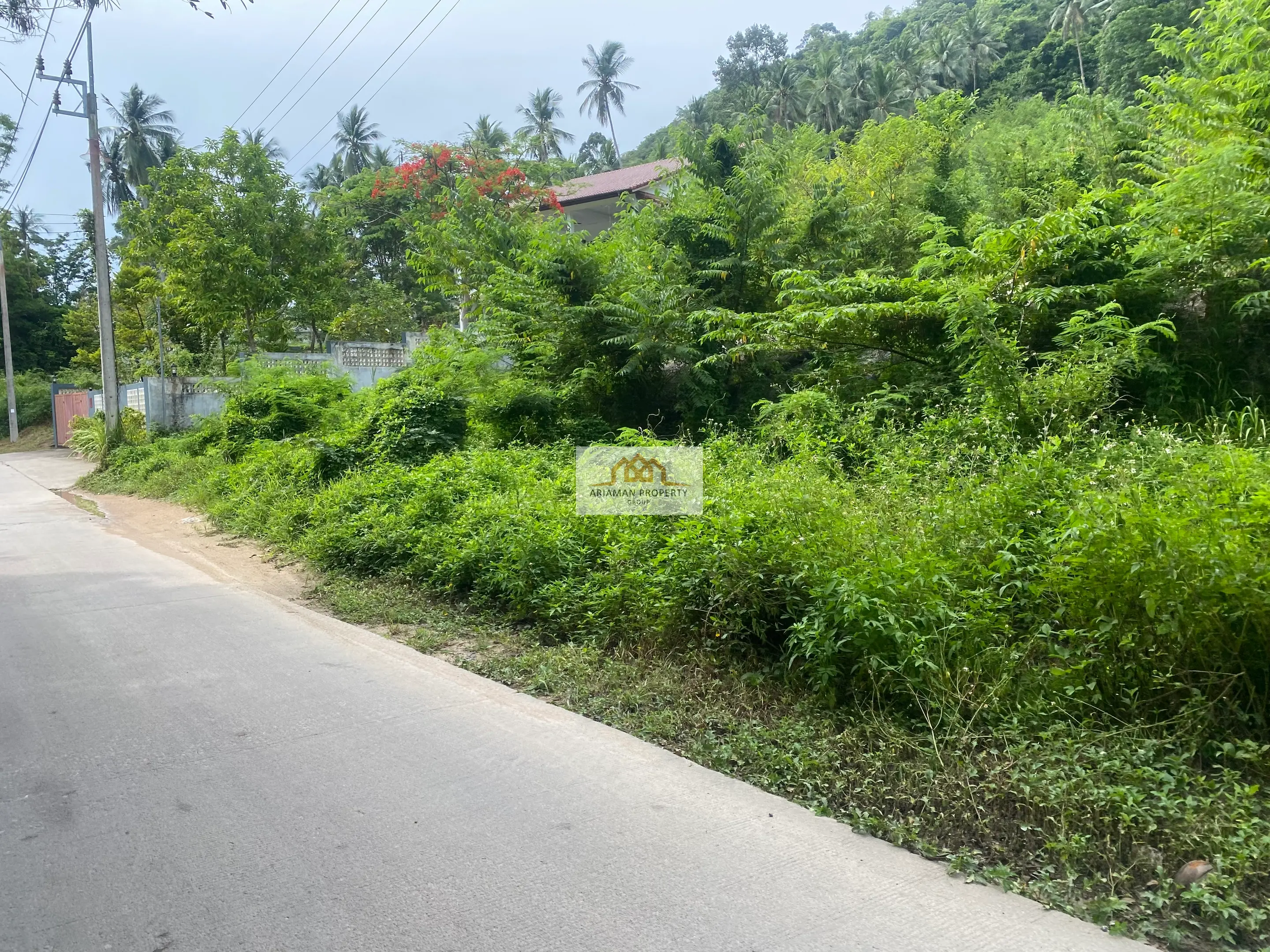 Lease Land: 4 Rai Land Plot in Maret with Paved Road and Lush Tropical Vegetation