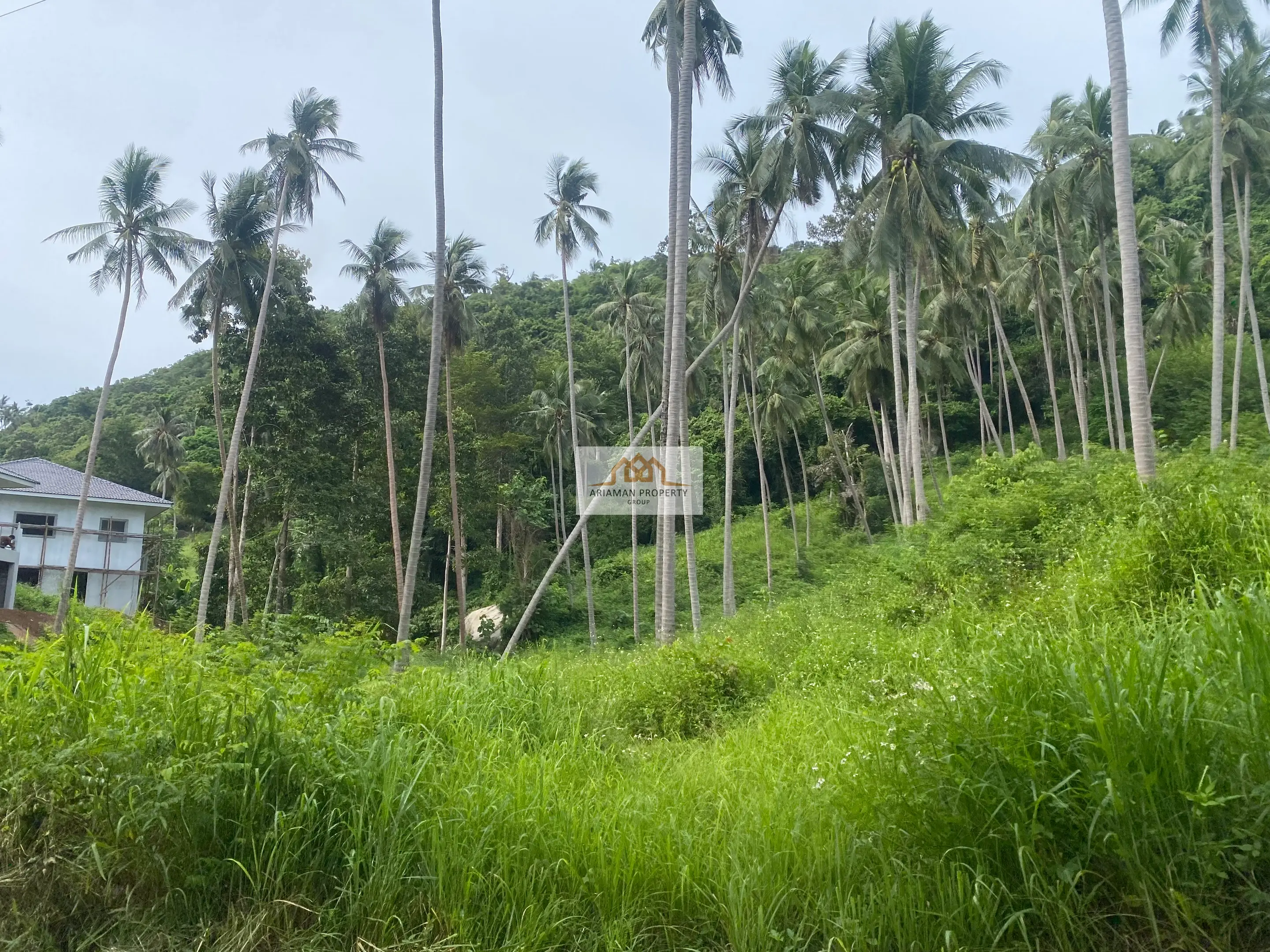 Lease Land: 4 Rai Land Plot in Maret with Paved Road and Lush Tropical Vegetation
