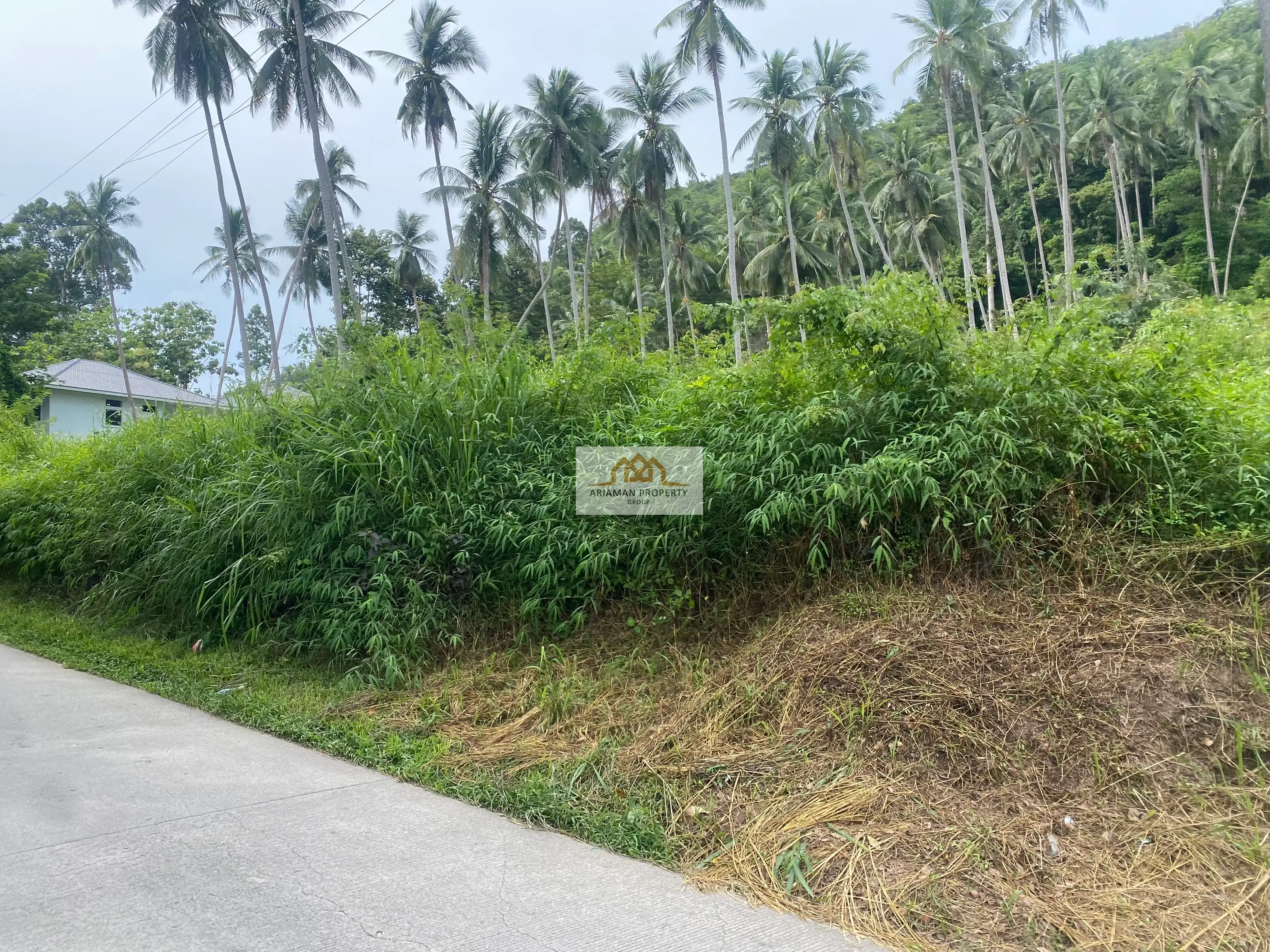 Lease Land: 4 Rai Land Plot in Maret with Paved Road and Lush Tropical Vegetation
