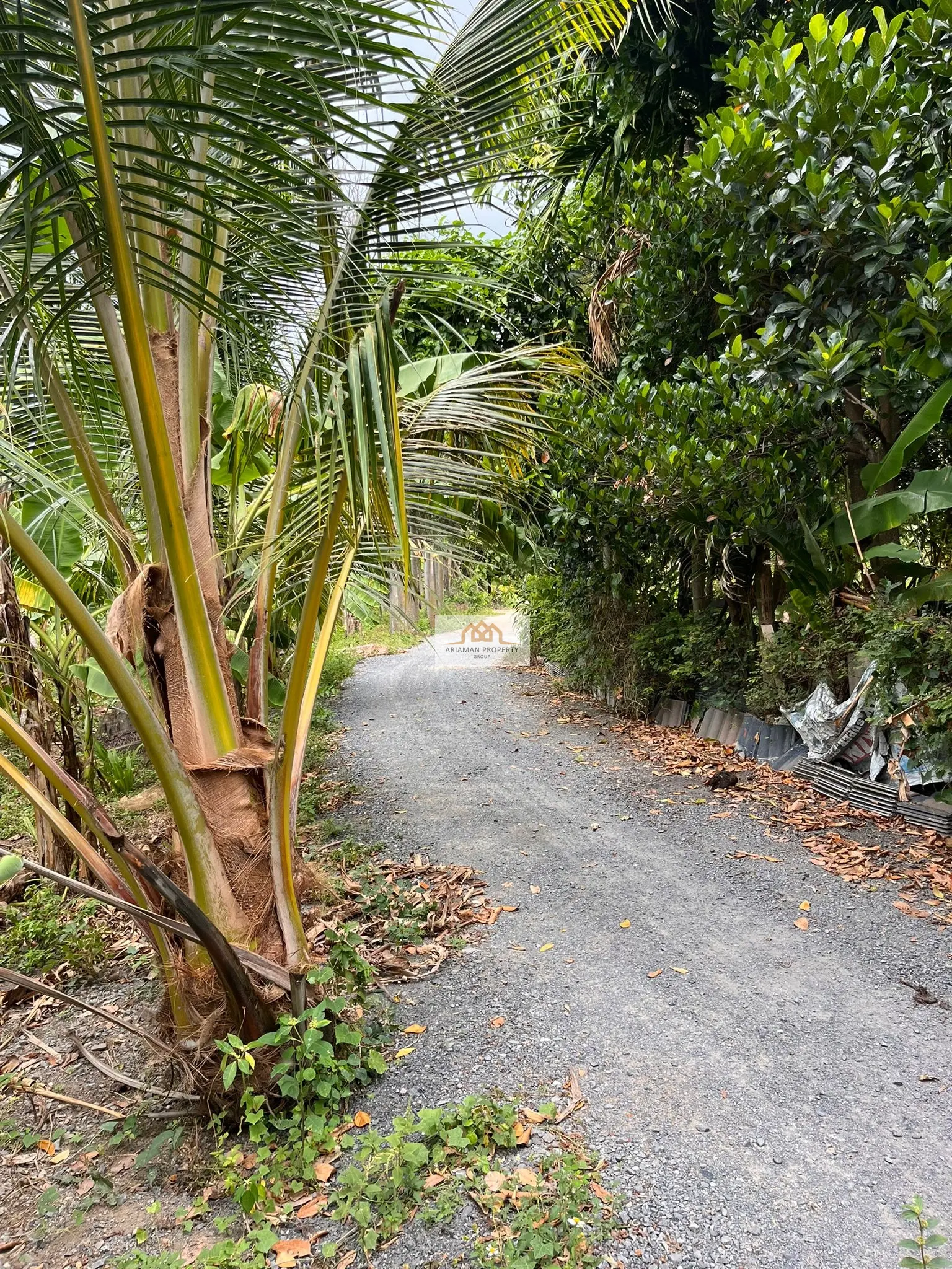 Quiet 740-sqm Freehold Land with Lush Tropical Vegetation in Lamai, Ko Samui