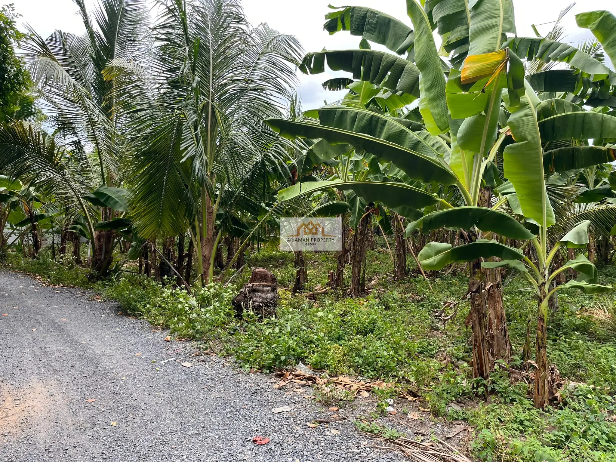 Quiet 740-sqm Freehold Land with Lush Tropical Vegetation in Lamai, Ko Samui