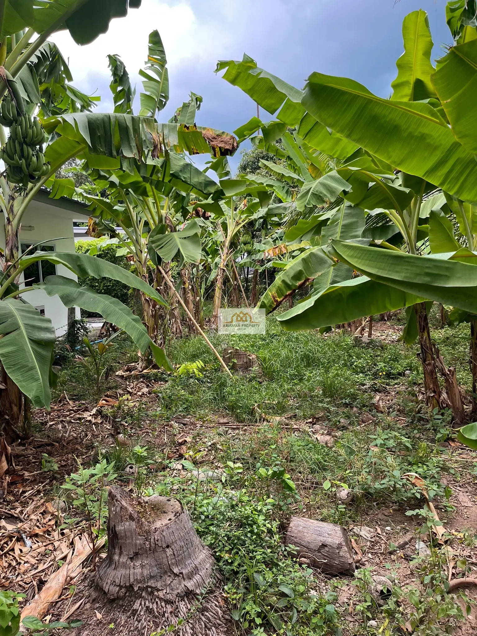 Quiet 740-sqm Freehold Land with Lush Tropical Vegetation in Lamai, Ko Samui