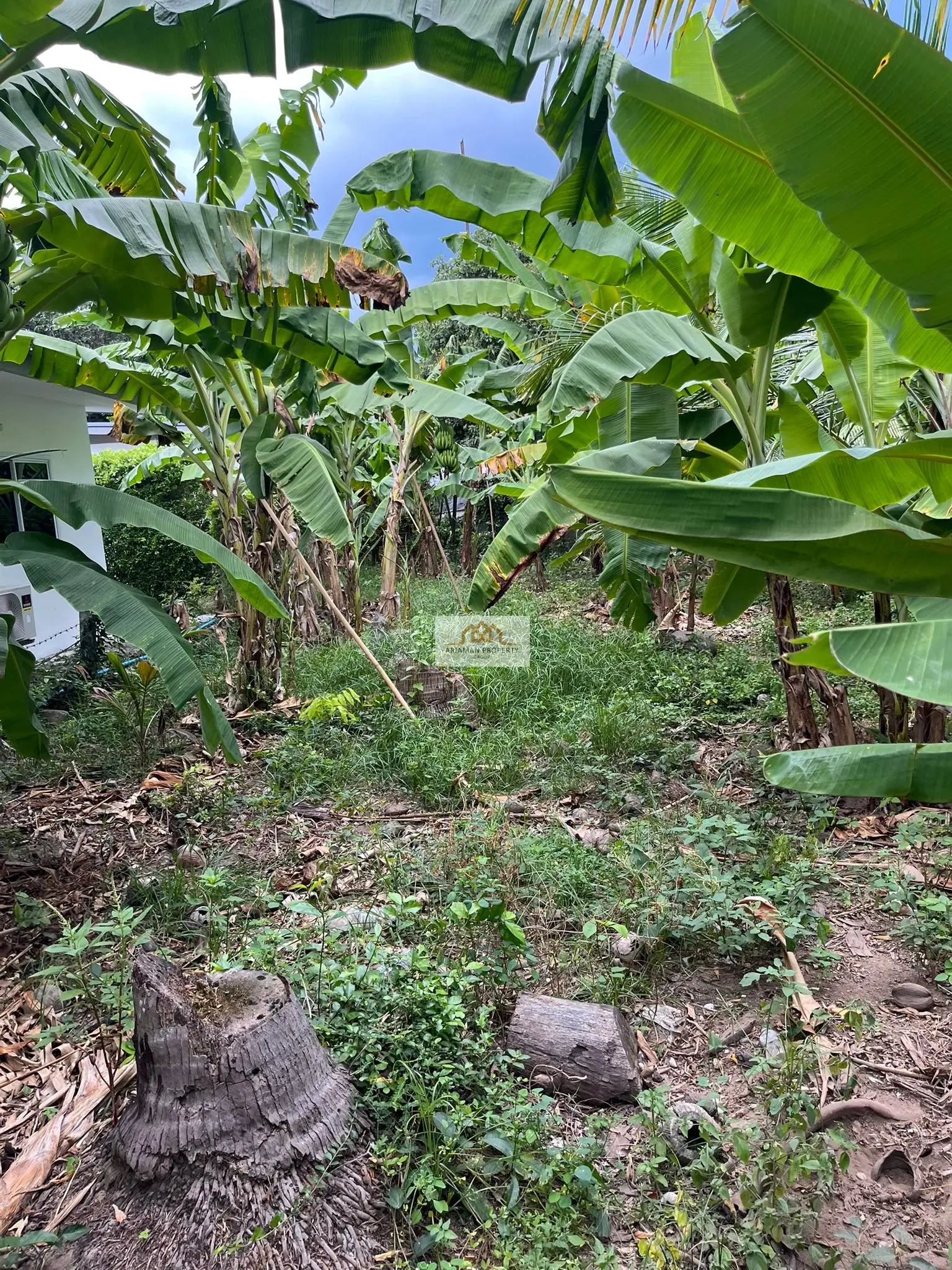 Quiet 740-sqm Freehold Land with Lush Tropical Vegetation in Lamai, Ko Samui