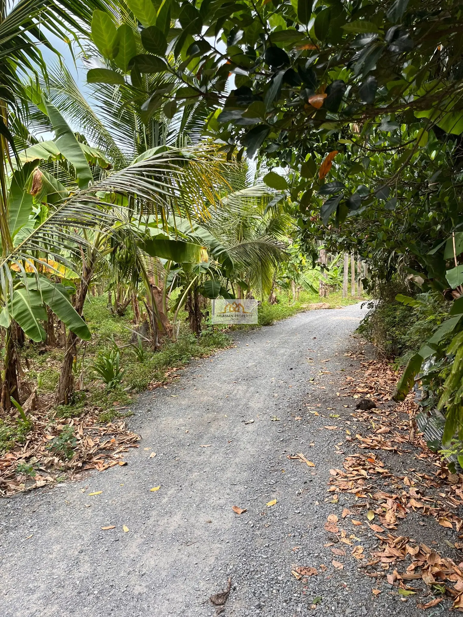 Quiet 740-sqm Freehold Land with Lush Tropical Vegetation in Lamai, Ko Samui