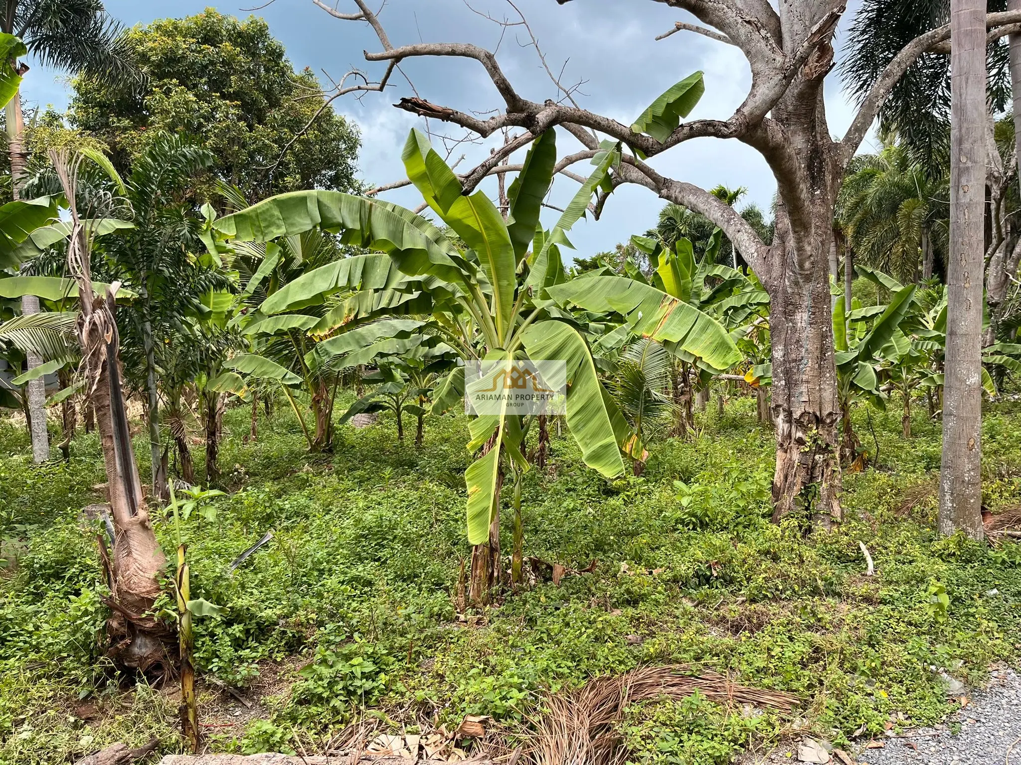 Quiet 740-sqm Freehold Land with Lush Tropical Vegetation in Lamai, Ko Samui