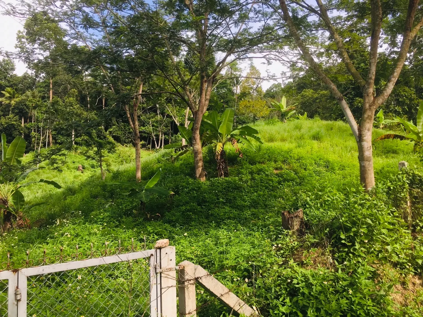 3.5 Rai Of Prime Development Land In Lamai