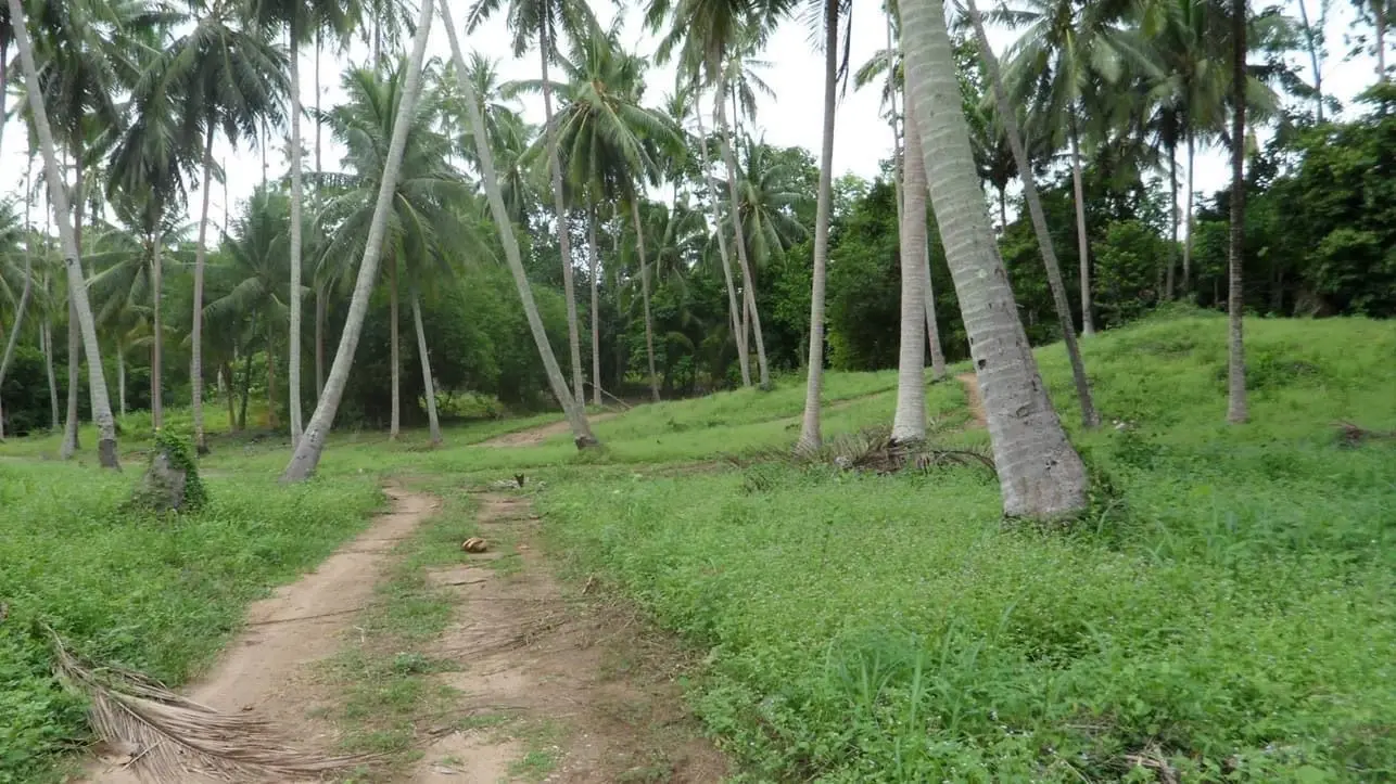 5600 SQM Of Tropical Development Land In lamai