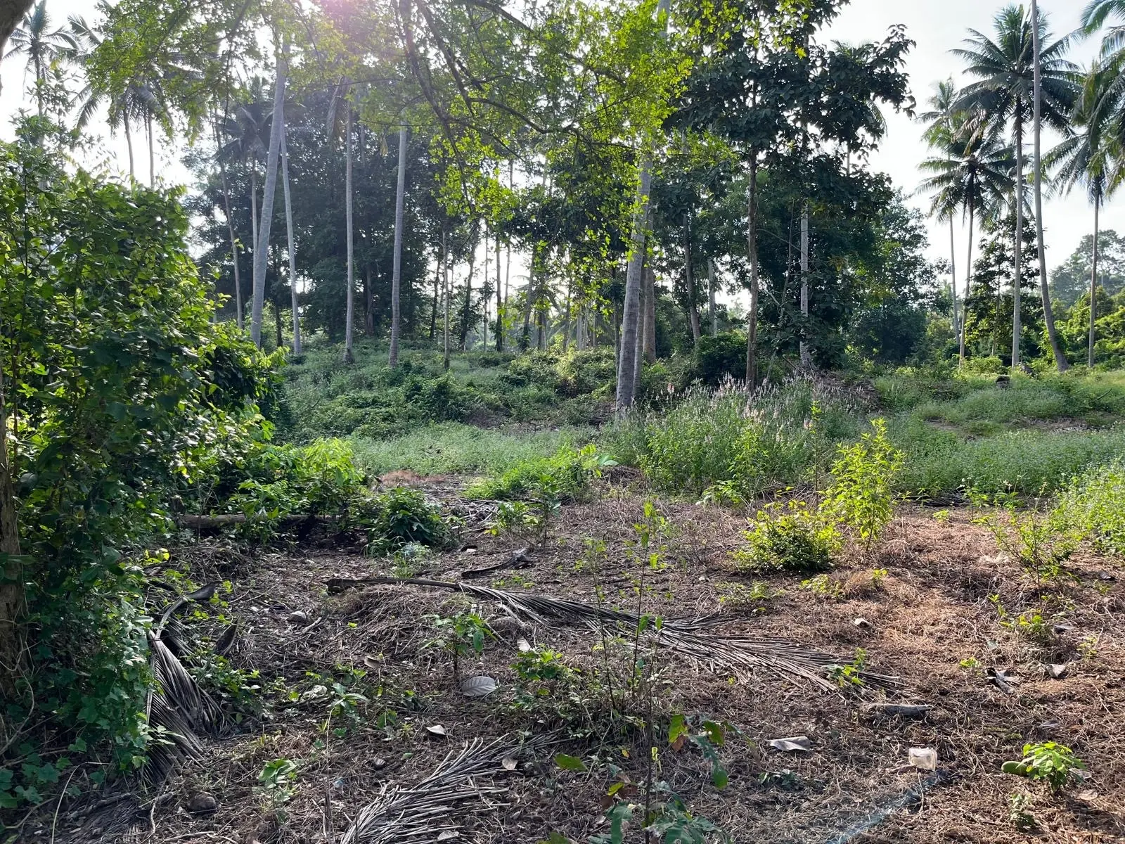 5600 SQM Of Tropical Development Land In lamai