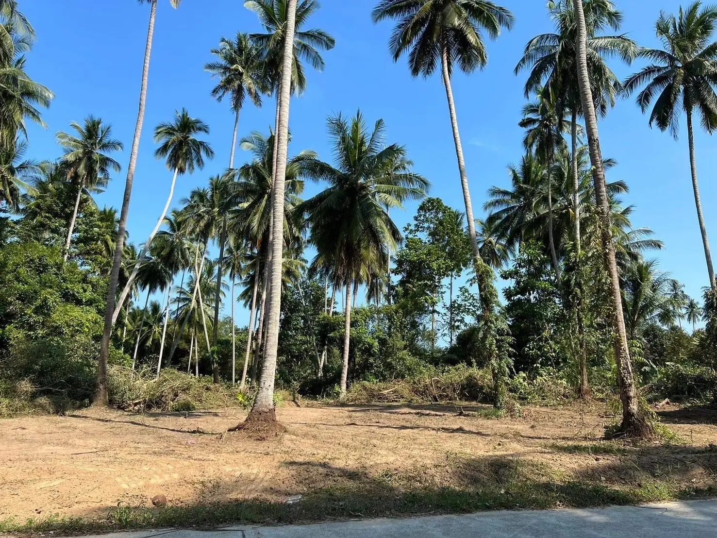 5600 SQM Of Tropical Development Land In lamai