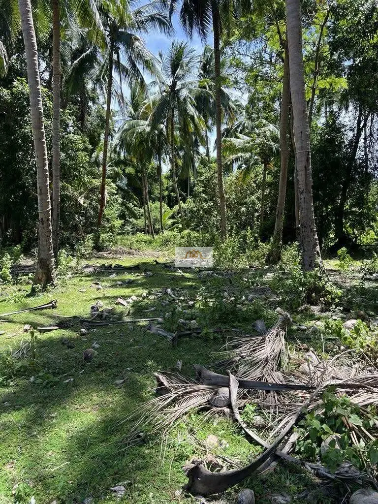 Land in Taling Ngam Near To The Beach with Palm Trees and Scenic Views