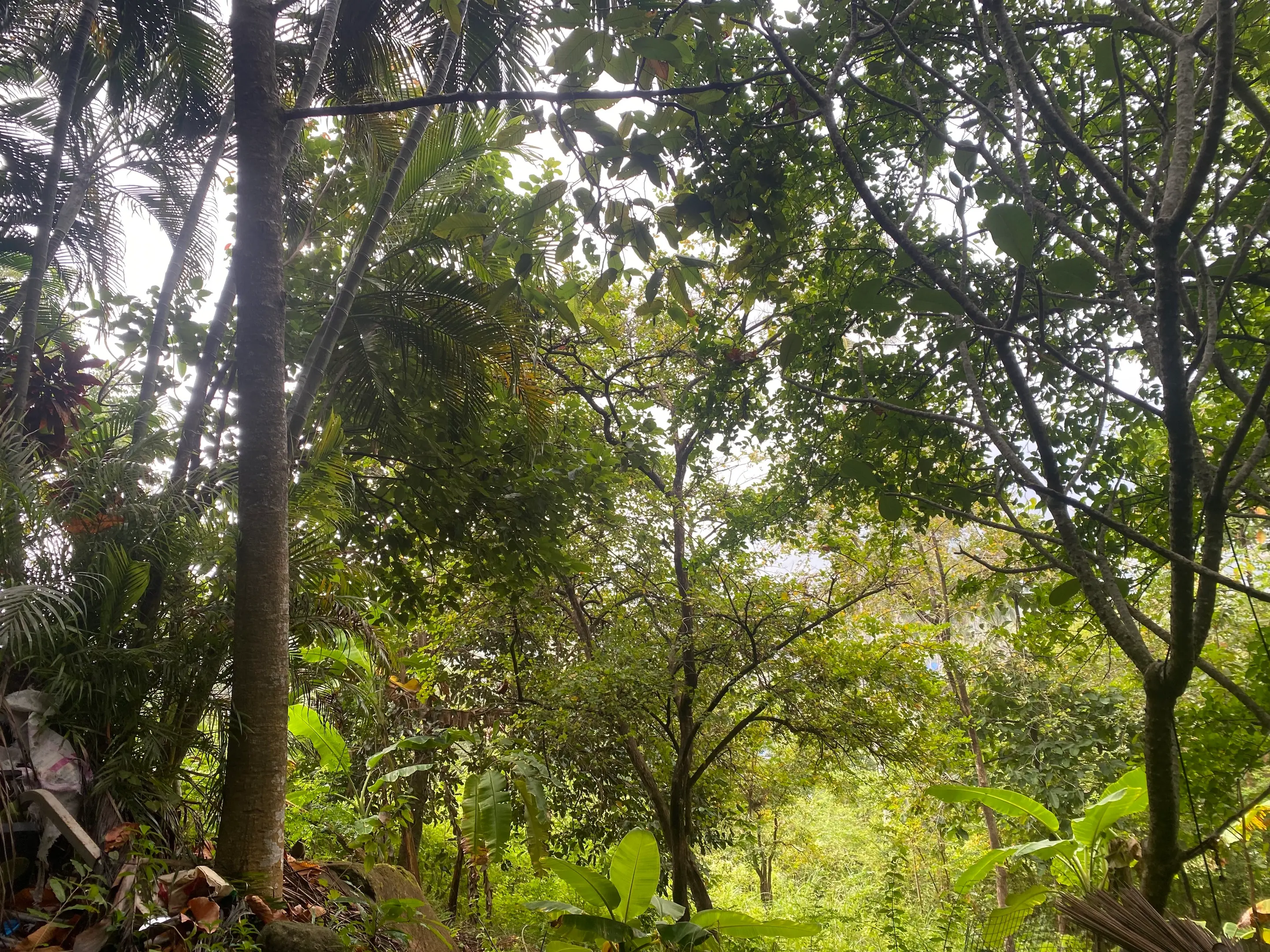 800sqm Of Stunning Jungle View Land In Lamai