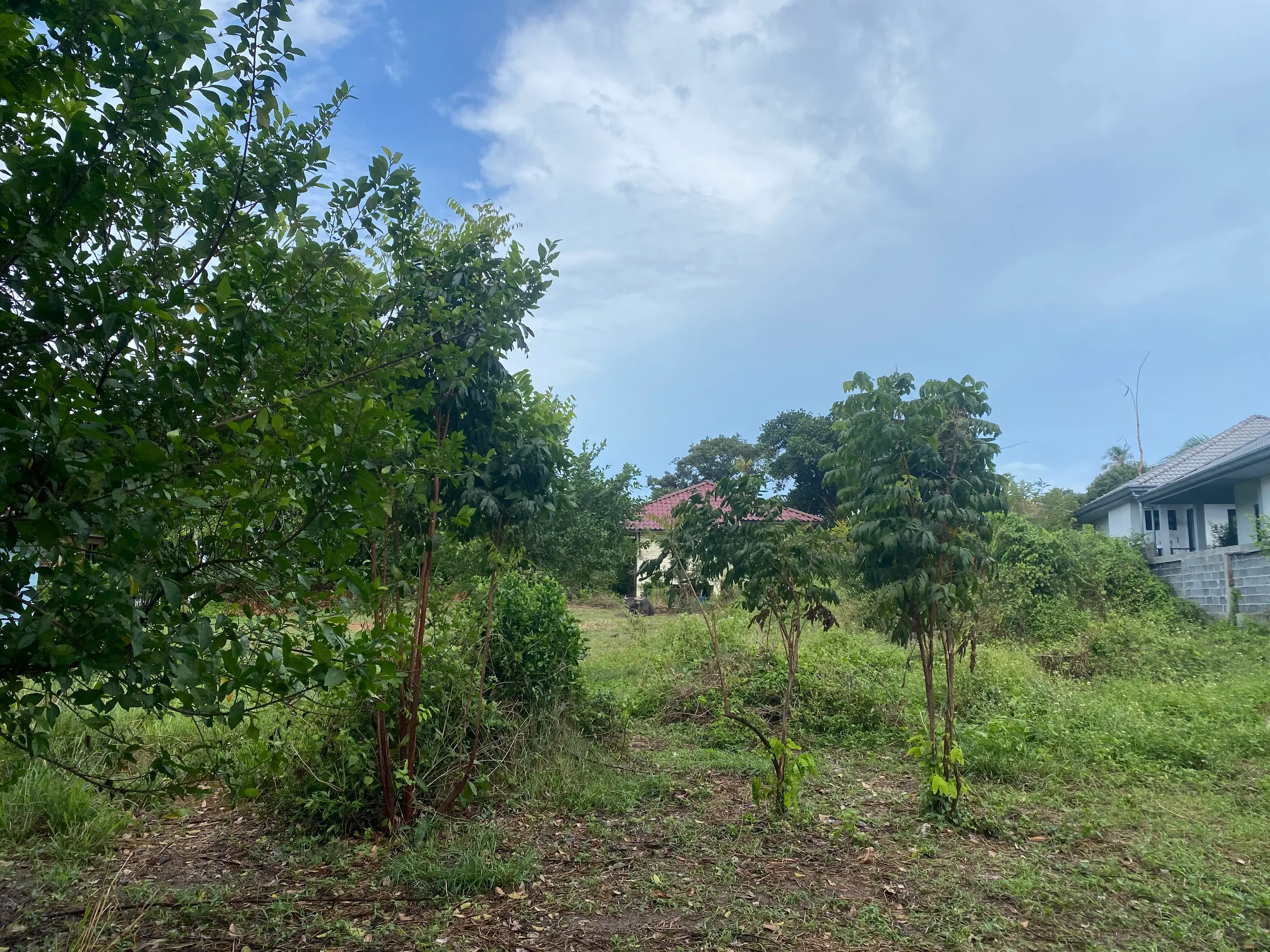 196 SQM Of Land In Lamai