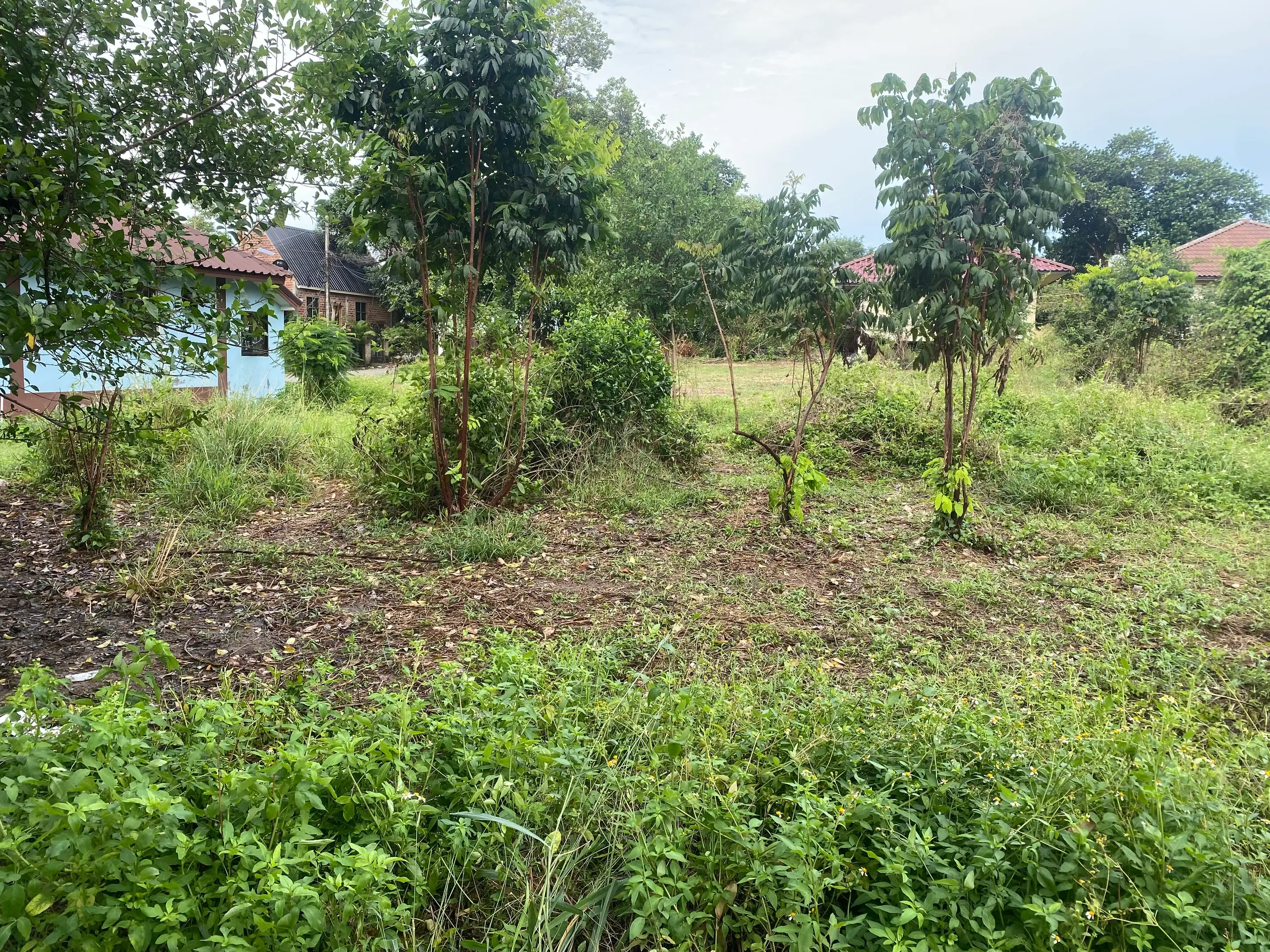 196 SQM Of Land In Lamai