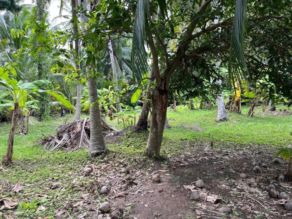 ที่ดินฟรีโฮลแบบเขตร้อนสำหรับขายในหาดหินตะวันตก, เกาะสมุย