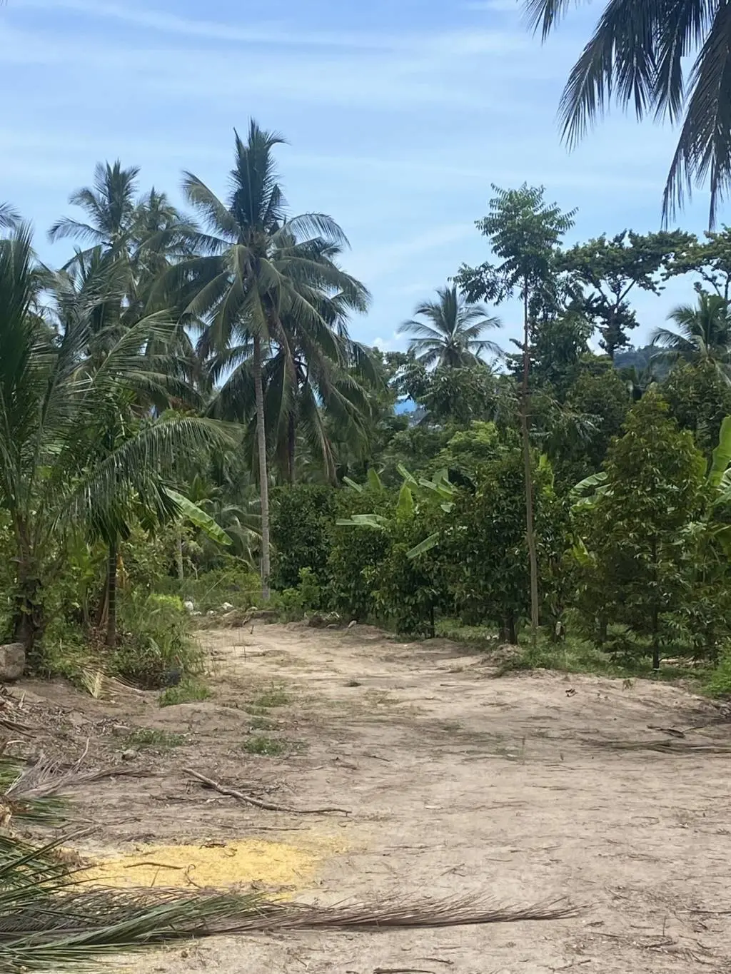 
    4 Rai of Beautiful Tropical Seaview Land for Sale in Lamai
  