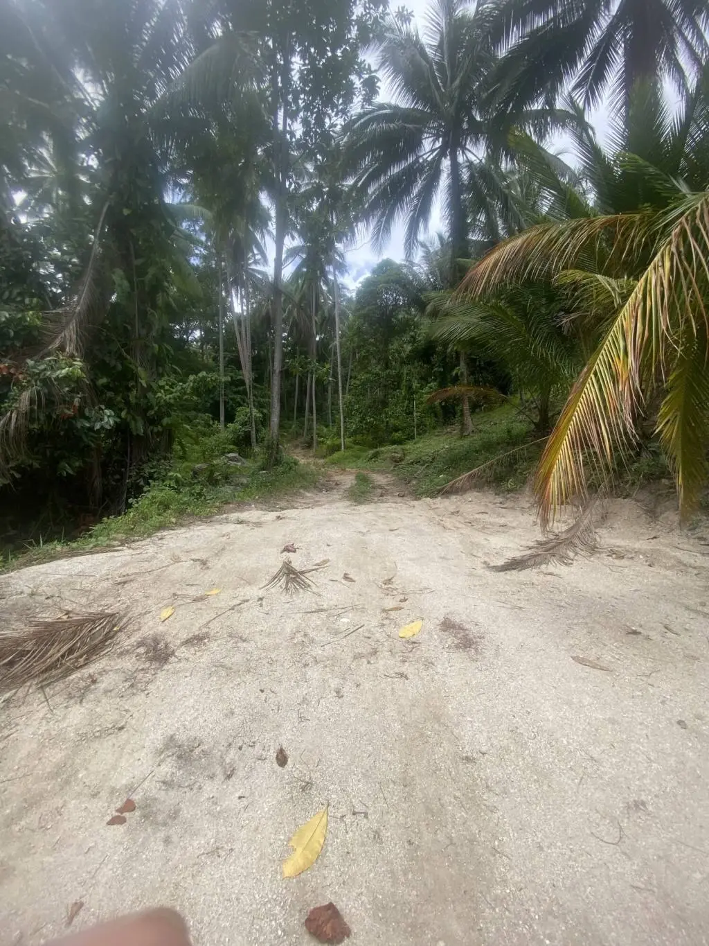 
    4 Rai of Beautiful Tropical Seaview Land for Sale in Lamai
  