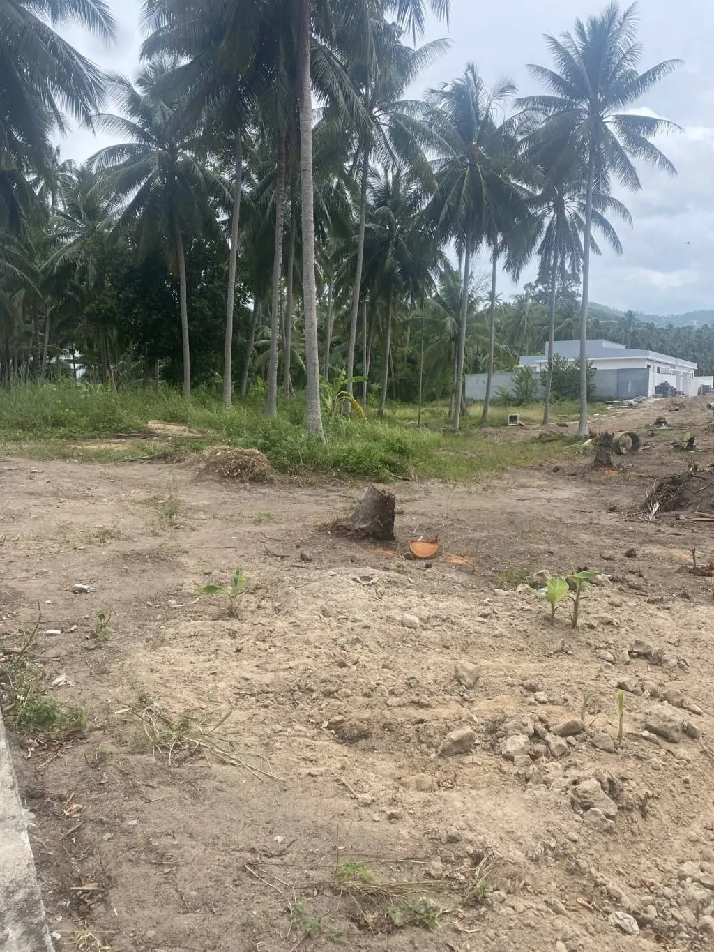 
    1,516sqm Land in Maenam Soi 1 with Mountain Views
  