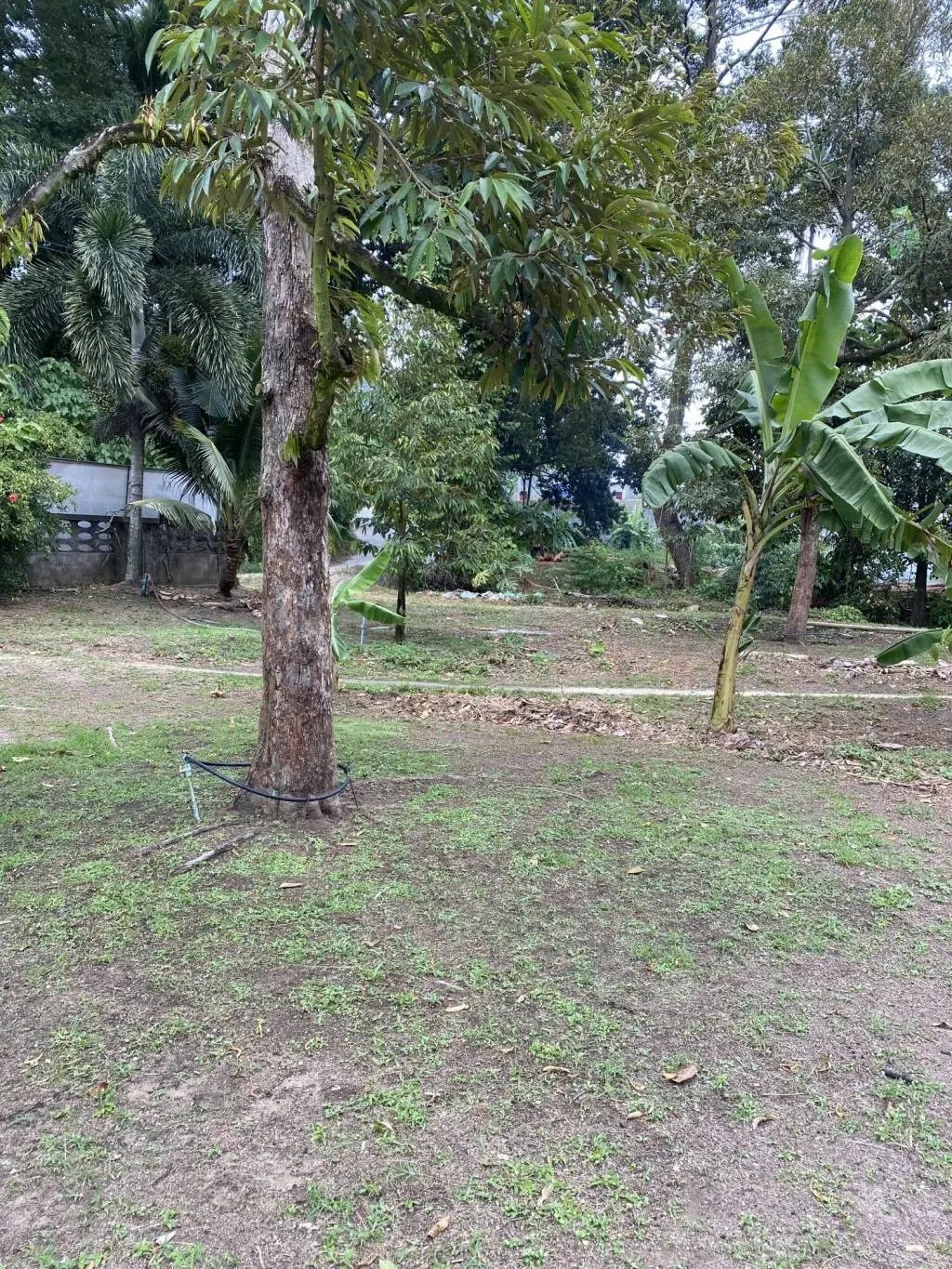 
    5 Rai of Freehold Land in Lamai, Ko Samui
  