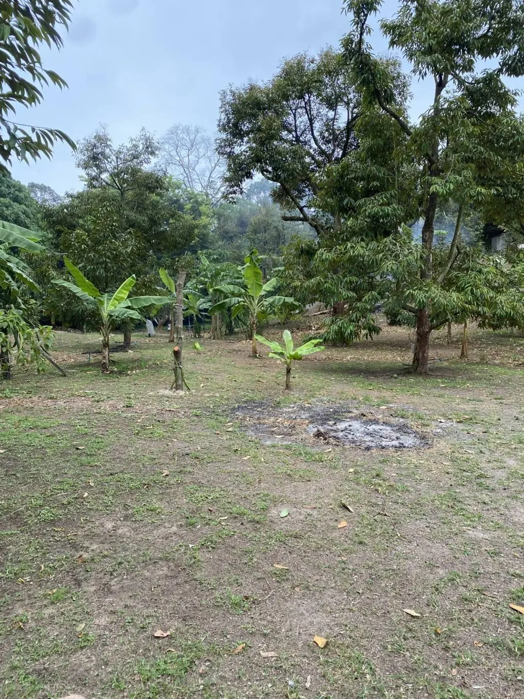 
    5 Rai of Freehold Land in Lamai, Ko Samui
  