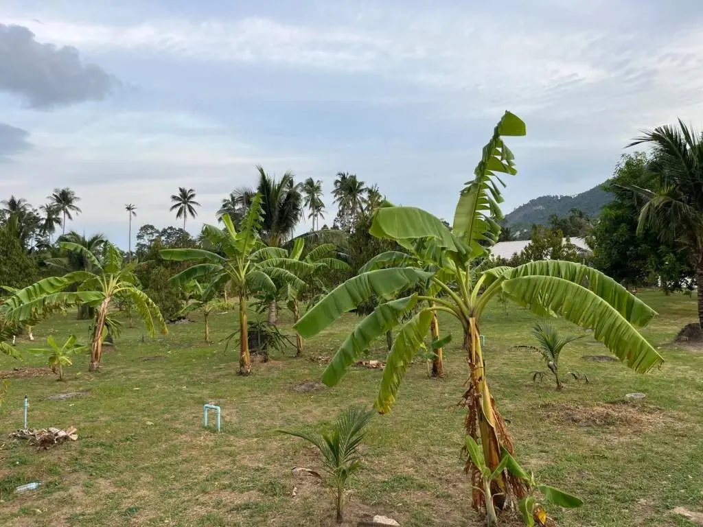 
    5 Rai of Premium Freehold Land in Lamai, Ko Samui,
  